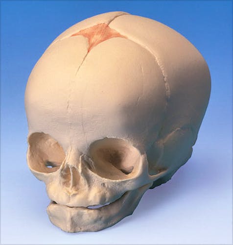 Cráneo Fetal