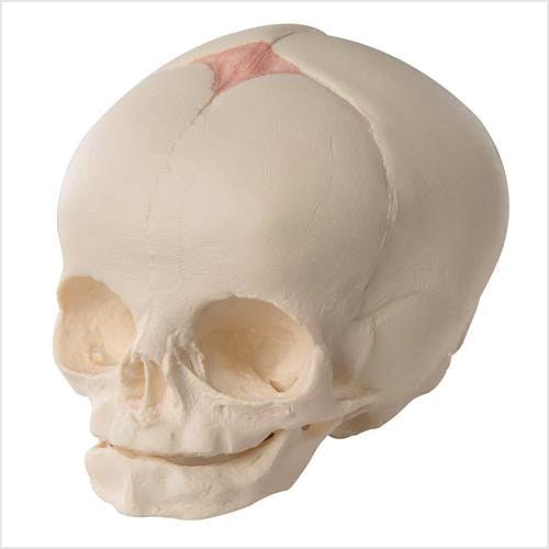 Cráneo Fetal