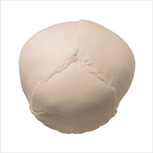 Cráneo Fetal con Soporte