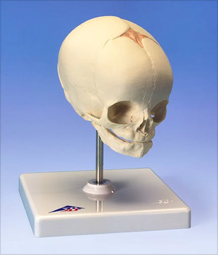 Cráneo Fetal con Soporte