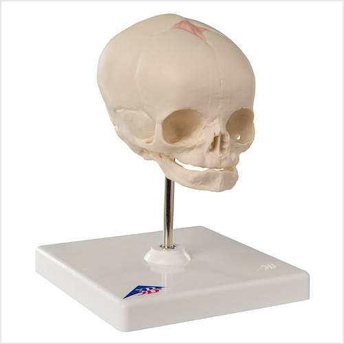 Cráneo Fetal con Soporte