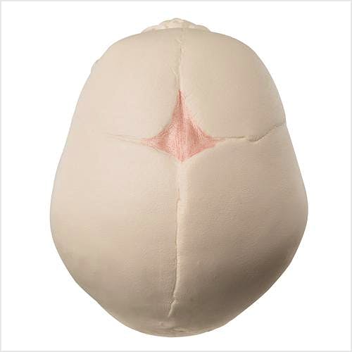 Cráneo Fetal con Soporte