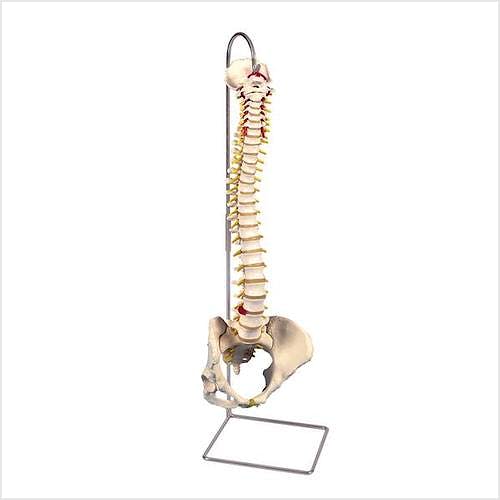 Columna Vertebral Femenina