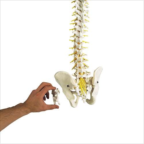 Columna Vertebral Versión de Lujo con Tallo Cerebral y Sacro Abierto