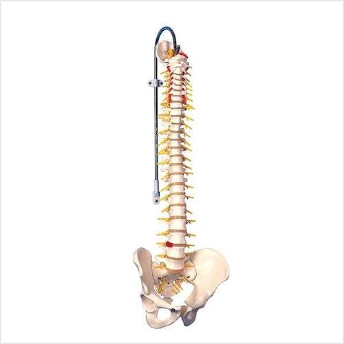 Columna Vertebral Versión de Lujo con Tallo Cerebral y Sacro Abierto