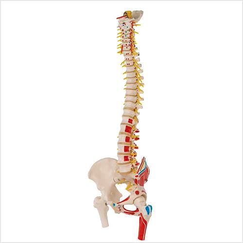 Columna Vertebral Versión de Lujo con Cabezas de Fémur y Músculos Pintados