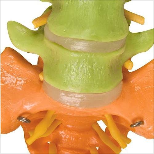Columna Vertebral Didáctica con Cabezas de Fémur