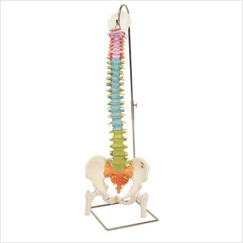 Columna Vertebral Didáctica con Cabezas de Fémur