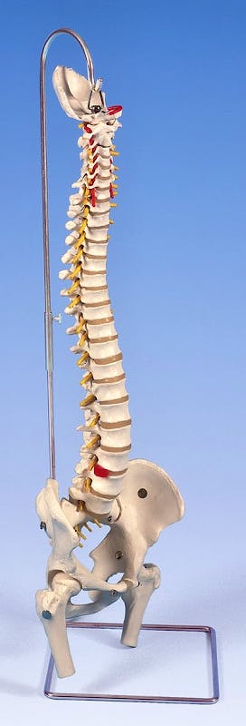 Columna Vertebral Extra Resistente con Cabezas de Fémur