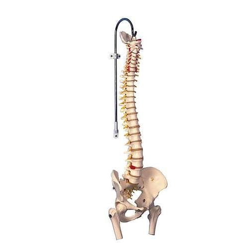 Columna Vertebral Extra Resistente con Cabezas de Fémur