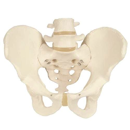 Esqueleto de Pelvis Masculina