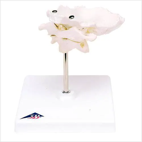 Atlas y Axis con Placa Occipital + Soporte