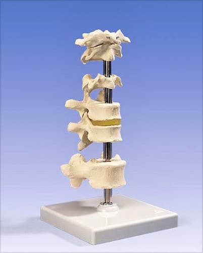 6 Vértebras con Soporte