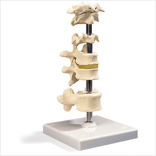 6 Vértebras con Soporte