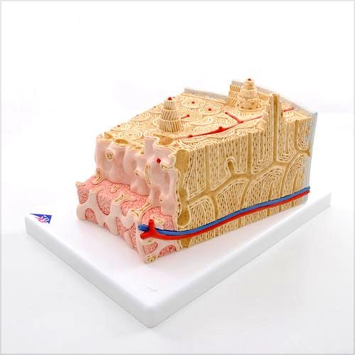 Microanatomy Estructura de los Huesos