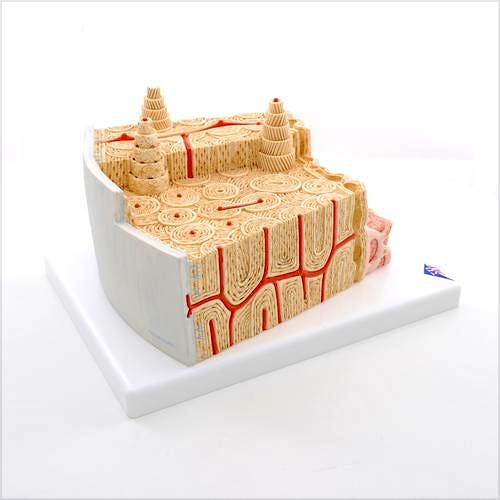 Microanatomy Estructura de los Huesos