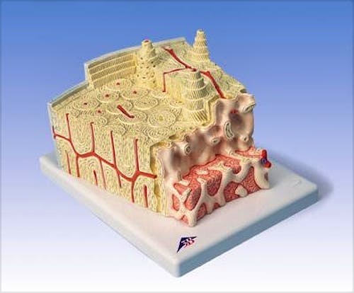 Microanatomy Estructura de los Huesos