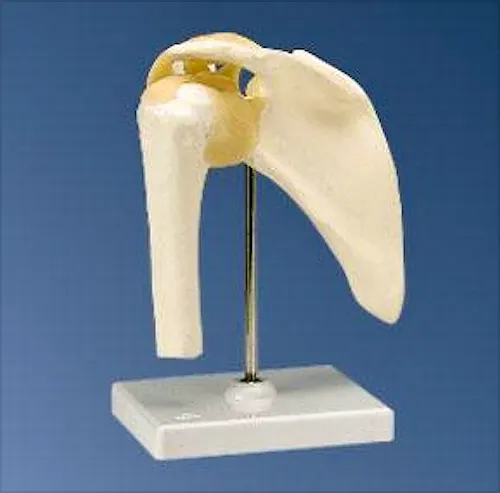 Articulación del Hombro