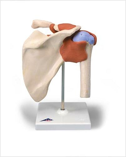 Modelo Funcional de la Articulación del Hombro de Lujo