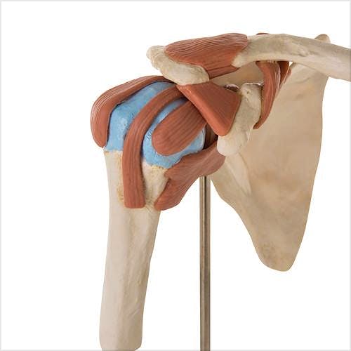 Modelo Funcional de la Articulación del Hombro de Lujo