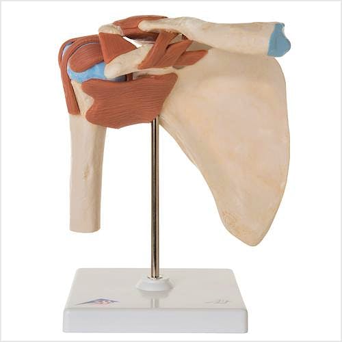 Modelo Funcional de la Articulación del Hombro de Lujo