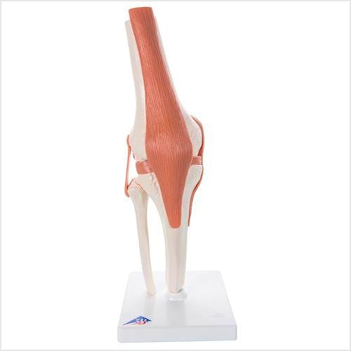 Articulación de la Rodilla, Modelo de Función