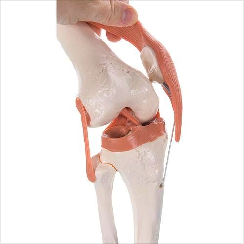 Articulación de la Rodilla, Modelo de Función