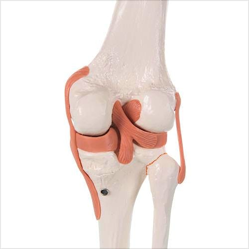 Articulación de la Rodilla, Modelo de Función