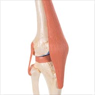 Modelo Funcional de la Articulación de la Rodilla de Lujo