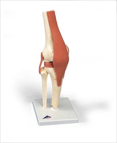 Modelo Funcional de la Articulación de la Rodilla de Lujo