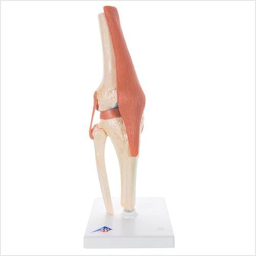 Modelo Funcional de la Articulación de la Rodilla de Lujo