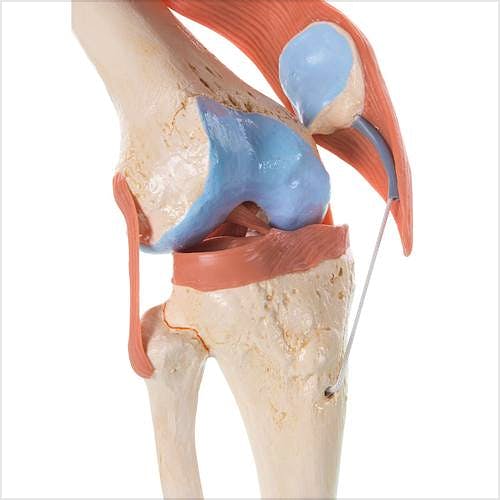 Modelo Funcional de la Articulación de la Rodilla de Lujo