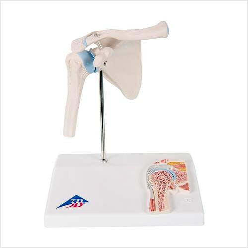 Mini Articulación del Hombro con Sección Mediana