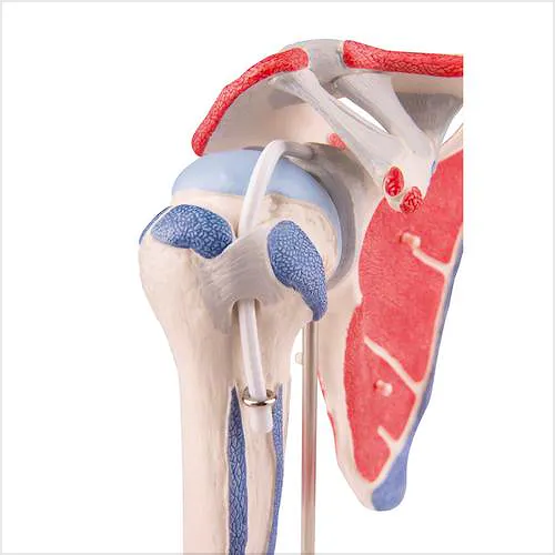 Articulación del Hombro con Manguito de los Rotadores, 5 Partes