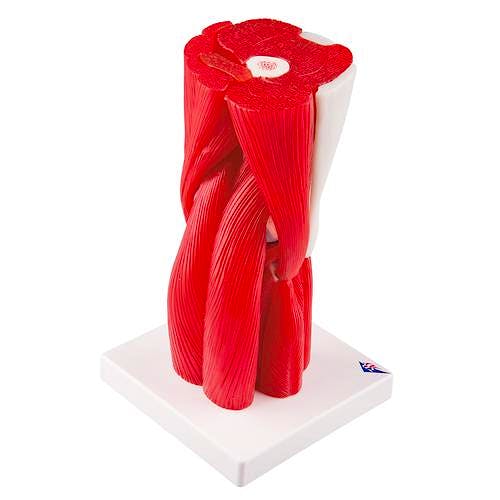 Articulacion de la Rodilla, 12 Partes