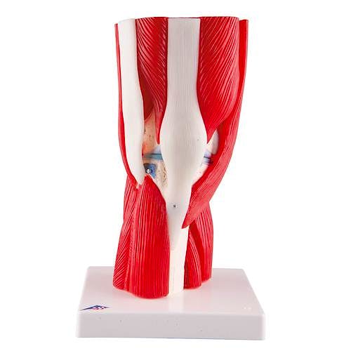 Articulacion de la Rodilla, 12 Partes