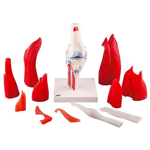 Articulacion de la Rodilla, 12 Partes