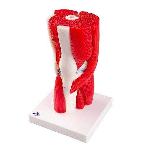 Articulacion de la Rodilla, 12 Partes