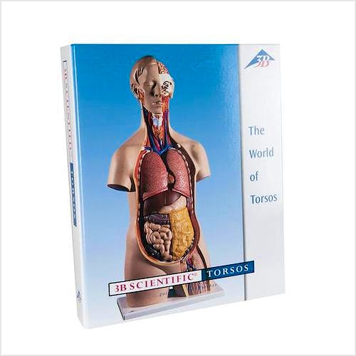 Guía para la Enseñanza del Torso (en 7 Idiomas)