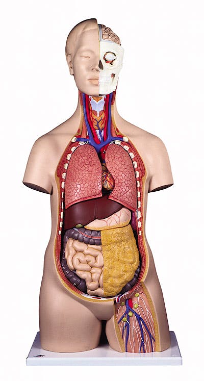 Torso Clásico Asexuado, 12 Partes