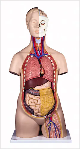 Torso Clásico Asexuado, 12 Partes