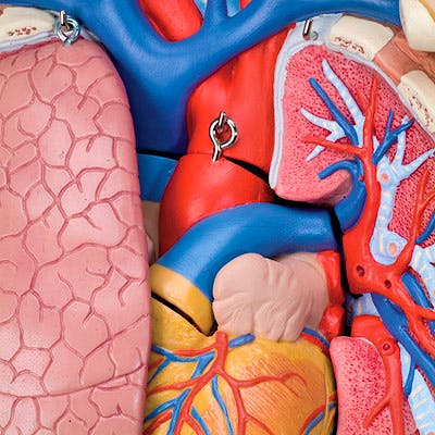 Torso Clásico Asexuado, 12 Partes