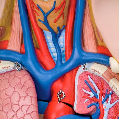 Torso Clásico Asexuado, 12 Partes