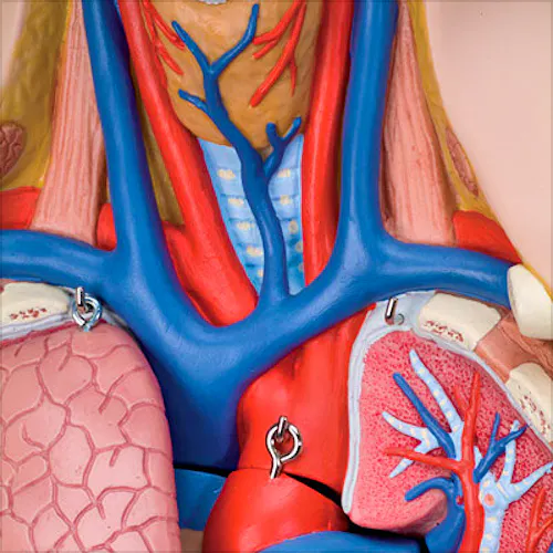 Torso Clásico Asexuado, 12 Partes