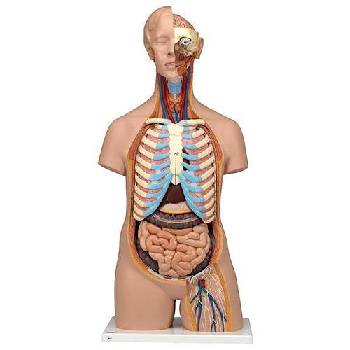 Torso Clasico Asexuado, 16 Partes