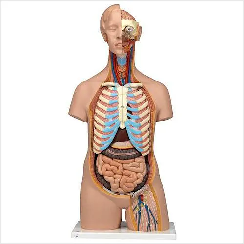 Torso Clasico Asexuado, 16 Partes