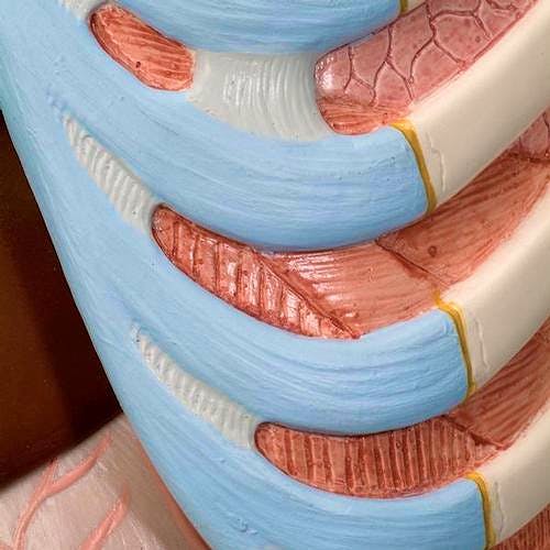 Torso Clasico Asexuado, 16 Partes