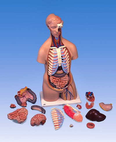 Torso Clasico Asexuado, 16 Partes