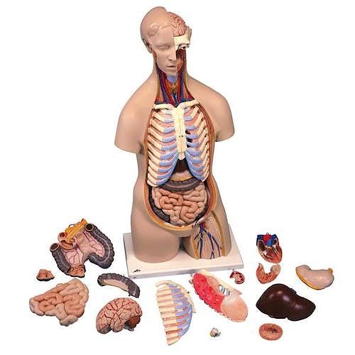 Torso Clasico Asexuado, 16 Partes