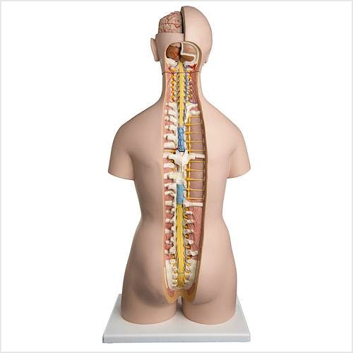 Torso Clasico Asexuado con Espalda Abierta, 21 Partes